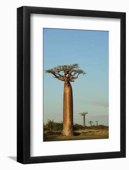 Madagascar, Morondava, Baobab Alley, View on Adansonia Grandidieri-Anthony Asael-Framed Photographic Print