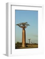 Madagascar, Morondava, Baobab Alley, View on Adansonia Grandidieri-Anthony Asael-Framed Photographic Print