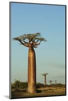 Madagascar, Morondava, Baobab Alley, View on Adansonia Grandidieri-Anthony Asael-Mounted Photographic Print