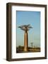 Madagascar, Morondava, Baobab Alley, View on Adansonia Grandidieri-Anthony Asael-Framed Premium Photographic Print