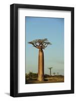 Madagascar, Morondava, Baobab Alley, View on Adansonia Grandidieri-Anthony Asael-Framed Premium Photographic Print