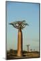 Madagascar, Morondava, Baobab Alley, View on Adansonia Grandidieri-Anthony Asael-Mounted Premium Photographic Print