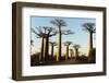 Madagascar, Morondava, Baobab Alley, View on Adansonia Grandidieri-Anthony Asael-Framed Photographic Print