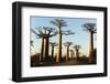 Madagascar, Morondava, Baobab Alley, View on Adansonia Grandidieri-Anthony Asael-Framed Photographic Print