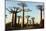 Madagascar, Morondava, Baobab Alley, View on Adansonia Grandidieri-Anthony Asael-Mounted Photographic Print