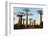 Madagascar, Morondava, Baobab Alley, View on Adansonia Grandidieri-Anthony Asael-Framed Premium Photographic Print