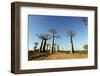 Madagascar, Morondava, Baobab Alley, View on Adansonia Grandidieri-Anthony Asael-Framed Photographic Print