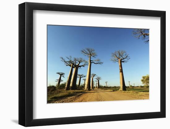 Madagascar, Morondava, Baobab Alley, View on Adansonia Grandidieri-Anthony Asael-Framed Photographic Print