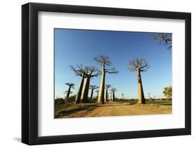 Madagascar, Morondava, Baobab Alley, View on Adansonia Grandidieri-Anthony Asael-Framed Photographic Print