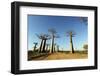 Madagascar, Morondava, Baobab Alley, View on Adansonia Grandidieri-Anthony Asael-Framed Photographic Print