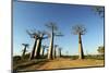 Madagascar, Morondava, Baobab Alley, View on Adansonia Grandidieri-Anthony Asael-Mounted Photographic Print