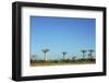 Madagascar, Morondava, Baobab Alley, View on Adansonia Grandidieri-Anthony Asael-Framed Photographic Print