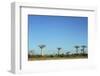 Madagascar, Morondava, Baobab Alley, View on Adansonia Grandidieri-Anthony Asael-Framed Photographic Print