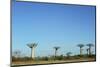 Madagascar, Morondava, Baobab Alley, View on Adansonia Grandidieri-Anthony Asael-Mounted Photographic Print