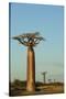Madagascar, Morondava, Baobab Alley, View on Adansonia Grandidieri-Anthony Asael-Stretched Canvas