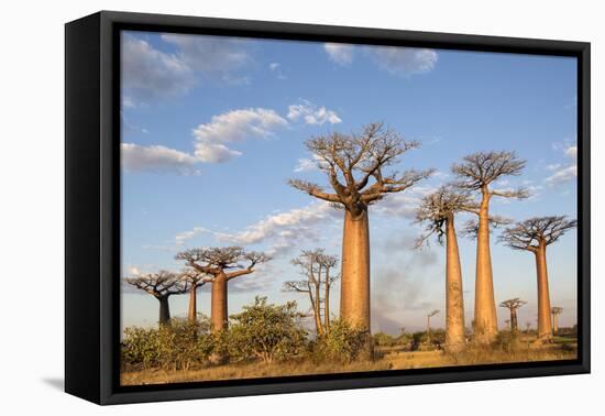 Madagascar, Morondava, Les Alla Des Baobabs at Sundown-Roberto Cattini-Framed Stretched Canvas