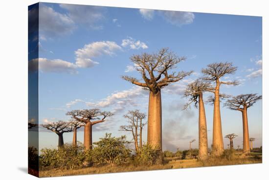 Madagascar, Morondava, Les Alla Des Baobabs at Sundown-Roberto Cattini-Stretched Canvas