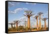 Madagascar, Morondava, Les Alla Des Baobabs at Sundown-Roberto Cattini-Framed Stretched Canvas