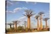 Madagascar, Morondava, Les Alla Des Baobabs at Sundown-Roberto Cattini-Stretched Canvas
