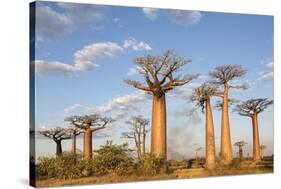 Madagascar, Morondava, Les Alla Des Baobabs at Sundown-Roberto Cattini-Stretched Canvas