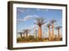 Madagascar, Morondava, Les Alla Des Baobabs at Sundown-Roberto Cattini-Framed Photographic Print