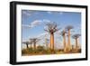 Madagascar, Morondava, Les Alla Des Baobabs at Sundown-Roberto Cattini-Framed Photographic Print