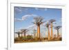 Madagascar, Morondava, Les Alla Des Baobabs at Sundown-Roberto Cattini-Framed Photographic Print