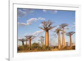 Madagascar, Morondava, Les Alla Des Baobabs at Sundown-Roberto Cattini-Framed Photographic Print