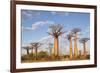 Madagascar, Morondava, Les Alla Des Baobabs at Sundown-Roberto Cattini-Framed Photographic Print