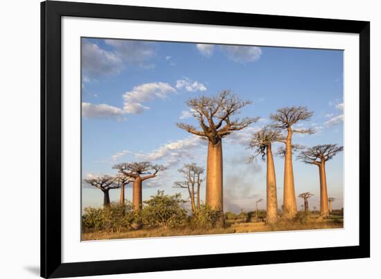 Madagascar, Morondava, Les Alla Des Baobabs at Sundown-Roberto Cattini-Framed Photographic Print