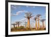 Madagascar, Morondava, Les Alla Des Baobabs at Sundown-Roberto Cattini-Framed Photographic Print