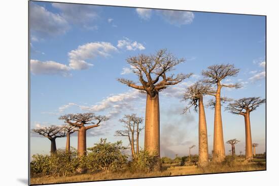 Madagascar, Morondava, Les Alla Des Baobabs at Sundown-Roberto Cattini-Mounted Photographic Print