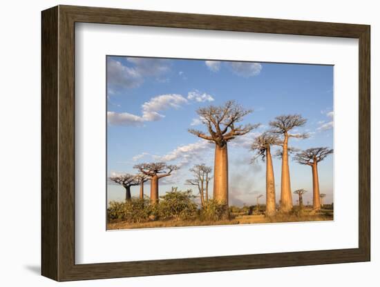 Madagascar, Morondava, Les Alla Des Baobabs at Sundown-Roberto Cattini-Framed Photographic Print