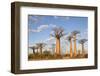 Madagascar, Morondava, Les Alla Des Baobabs at Sundown-Roberto Cattini-Framed Photographic Print