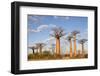 Madagascar, Morondava, Les Alla Des Baobabs at Sundown-Roberto Cattini-Framed Photographic Print