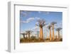 Madagascar, Morondava, Les Alla Des Baobabs at Sundown-Roberto Cattini-Framed Photographic Print