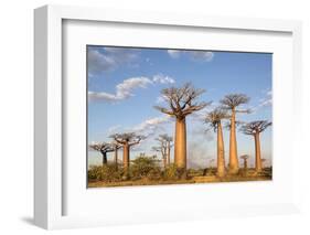 Madagascar, Morondava, Les Alla Des Baobabs at Sundown-Roberto Cattini-Framed Photographic Print