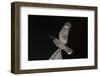 Madagascar Nightjar (Caprimulgus Madagascariensis) at Night, Reniala Forest, Mangily, Madagascar-Bernard Castelein-Framed Photographic Print