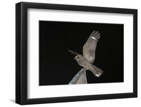 Madagascar Nightjar (Caprimulgus Madagascariensis) at Night, Reniala Forest, Mangily, Madagascar-Bernard Castelein-Framed Photographic Print