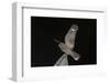 Madagascar Nightjar (Caprimulgus Madagascariensis) at Night, Reniala Forest, Mangily, Madagascar-Bernard Castelein-Framed Photographic Print