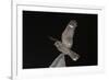 Madagascar Nightjar (Caprimulgus Madagascariensis) at Night, Reniala Forest, Mangily, Madagascar-Bernard Castelein-Framed Photographic Print