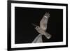 Madagascar Nightjar (Caprimulgus Madagascariensis) at Night, Reniala Forest, Mangily, Madagascar-Bernard Castelein-Framed Photographic Print