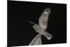 Madagascar Nightjar (Caprimulgus Madagascariensis) at Night, Reniala Forest, Mangily, Madagascar-Bernard Castelein-Mounted Photographic Print