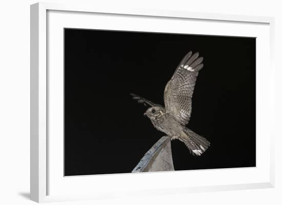 Madagascar Nightjar (Caprimulgus Madagascariensis) at Night, Reniala Forest, Mangily, Madagascar-Bernard Castelein-Framed Photographic Print