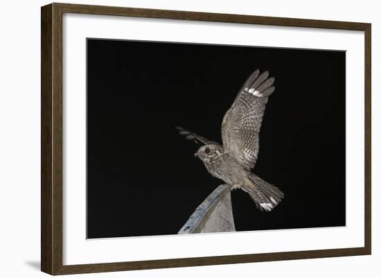 Madagascar Nightjar (Caprimulgus Madagascariensis) at Night, Reniala Forest, Mangily, Madagascar-Bernard Castelein-Framed Photographic Print