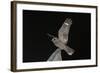 Madagascar Nightjar (Caprimulgus Madagascariensis) at Night, Reniala Forest, Mangily, Madagascar-Bernard Castelein-Framed Photographic Print