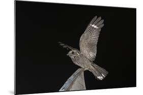 Madagascar Nightjar (Caprimulgus Madagascariensis) at Night, Reniala Forest, Mangily, Madagascar-Bernard Castelein-Mounted Photographic Print