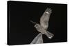 Madagascar Nightjar (Caprimulgus Madagascariensis) at Night, Reniala Forest, Mangily, Madagascar-Bernard Castelein-Stretched Canvas