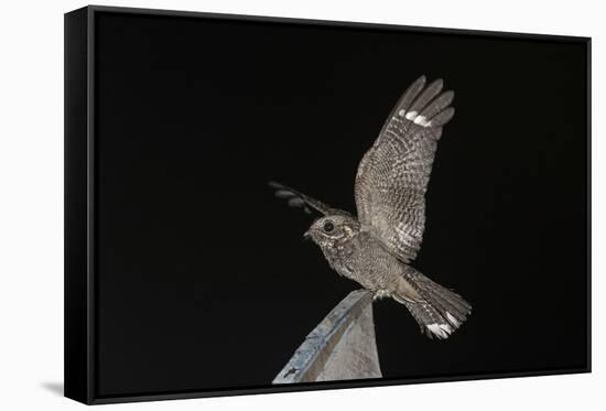 Madagascar Nightjar (Caprimulgus Madagascariensis) at Night, Reniala Forest, Mangily, Madagascar-Bernard Castelein-Framed Stretched Canvas