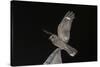 Madagascar Nightjar (Caprimulgus Madagascariensis) at Night, Reniala Forest, Mangily, Madagascar-Bernard Castelein-Stretched Canvas